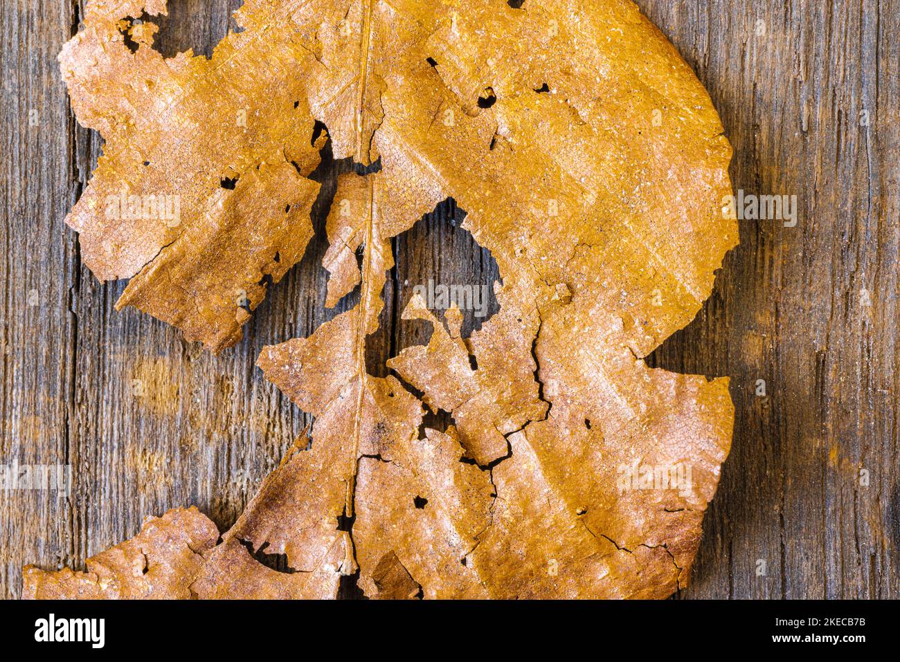 weathered leaf on wooden background, still life Stock Photo