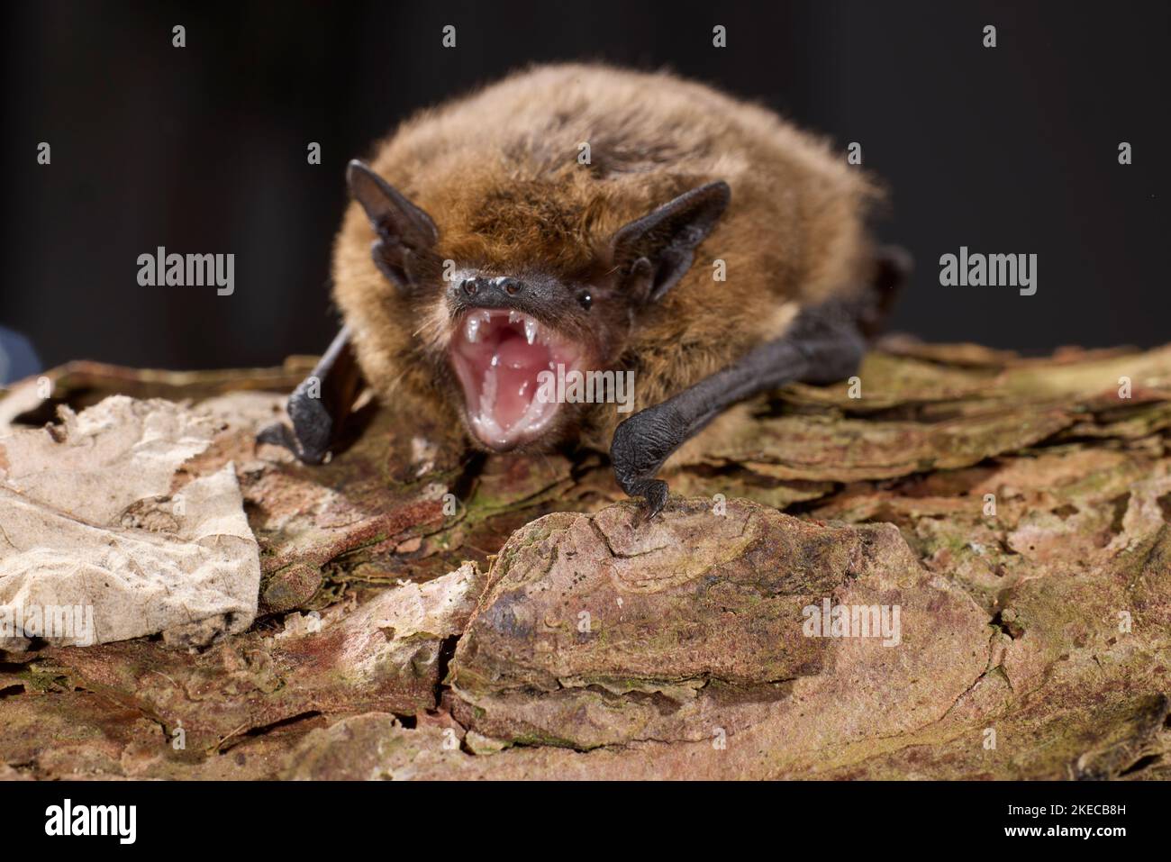 soprano pipistrelle, Pipistrellus pygmaeus Stock Photo Alamy