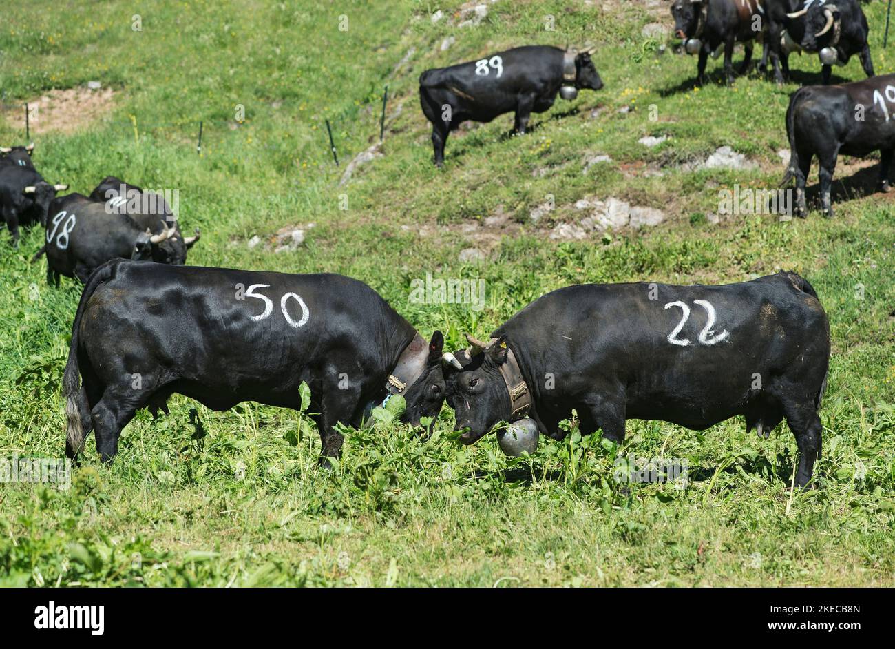 Two Ering cows in clinch, traditional cow fight on the Odonne alp, Ovronnaz, Valais, Switzerland Stock Photo