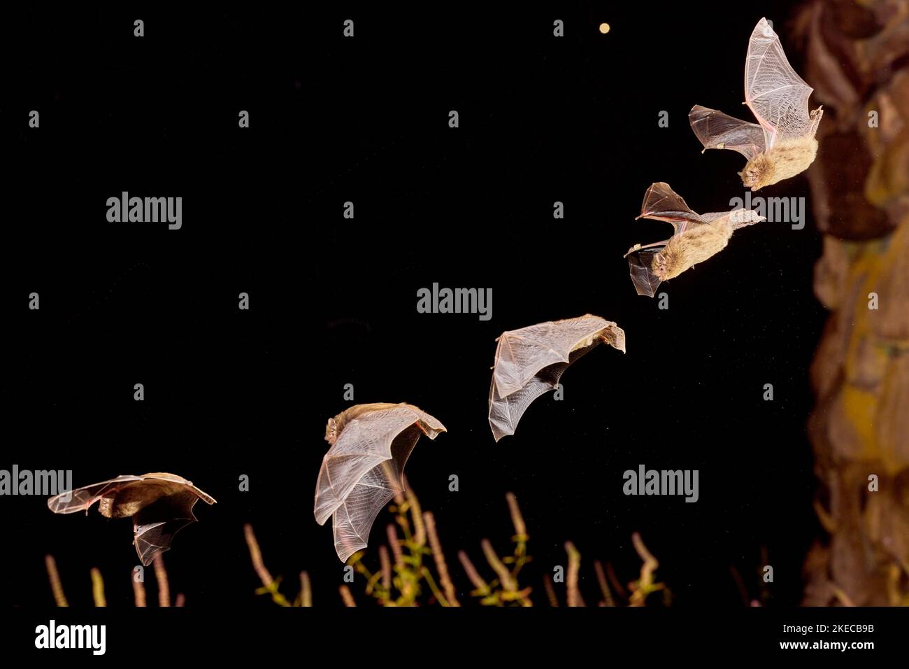 Nathusius' pipistrelle, Pipistrellus nathusii, in flight, stroboscope, multiple exposure Stock Photo