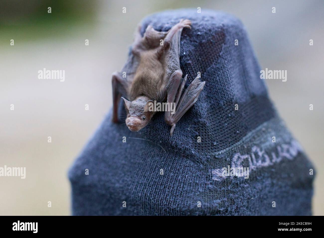 bat, mosquito bat, Pipistrellus pygmaeus, young, sock tower Stock Photo