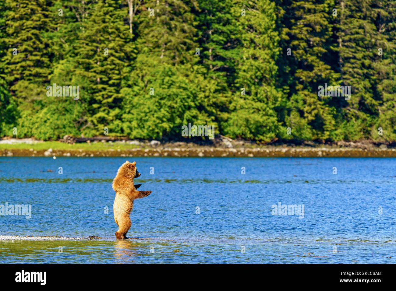 1. 5-year-old grizzly bear cub chasing shadows along the shoreline of Knight Inlet, First Nations Territory, Traditional Territories of the Kwakwaka' Stock Photo