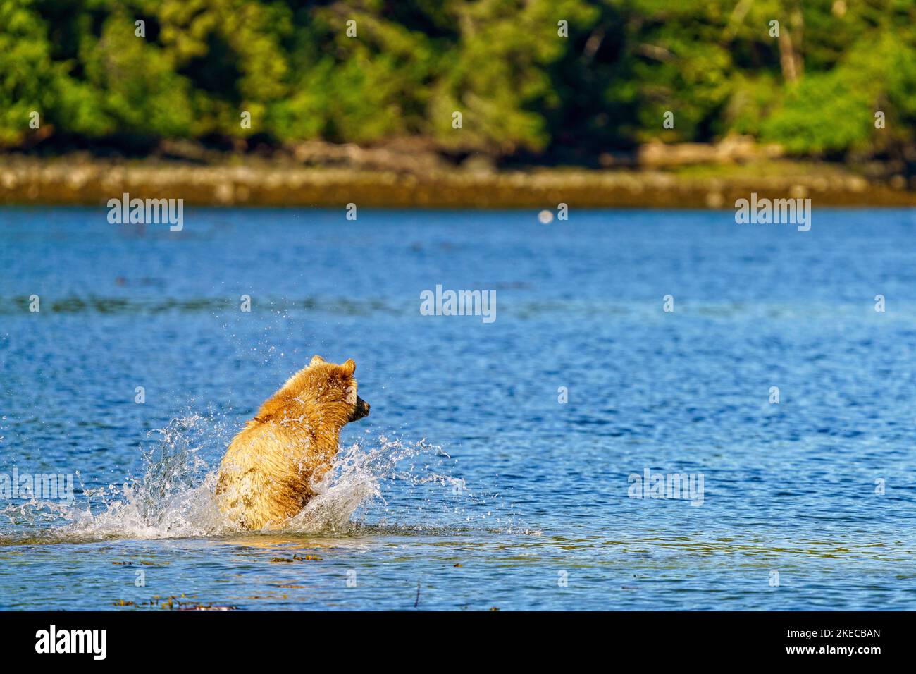 1. 5-year-old grizzly bear cub chasing shadows along the shoreline of Knight Inlet, First Nations Territory, Traditional Territories of the Kwakwaka' Stock Photo