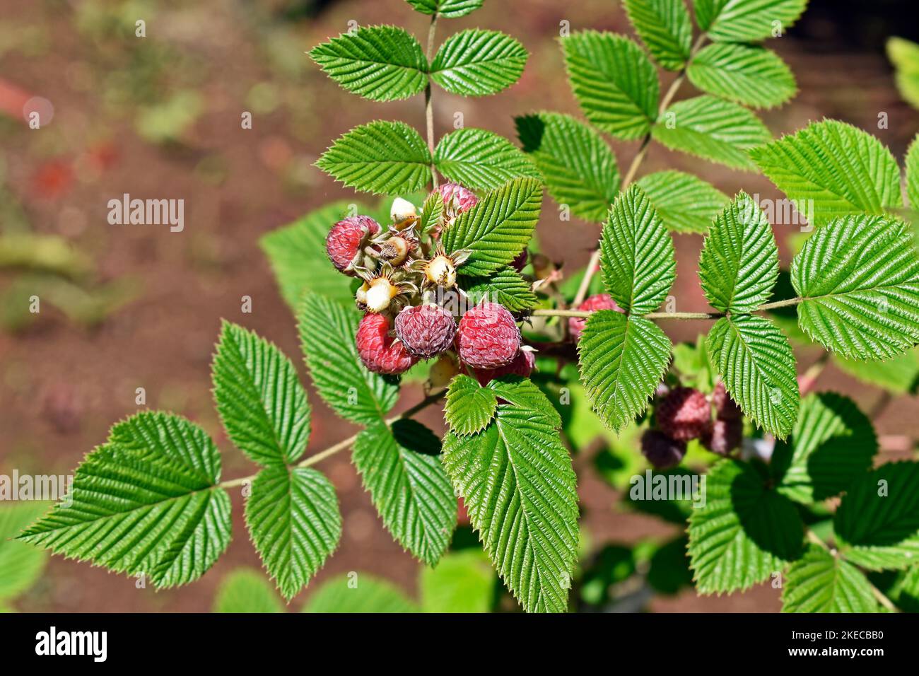 Mysore raspberry, Ceylon raspberry or hill raspberry (Rubus niveus) fruits on orchard Stock Photo