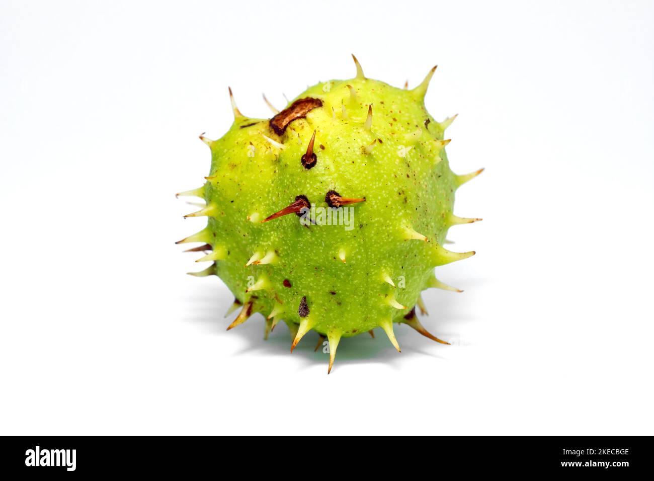 Horse Chestnut or Conker (aesculus hippocastaneum), close up of a single unopened spiky fruit isolated against a white background. Stock Photo