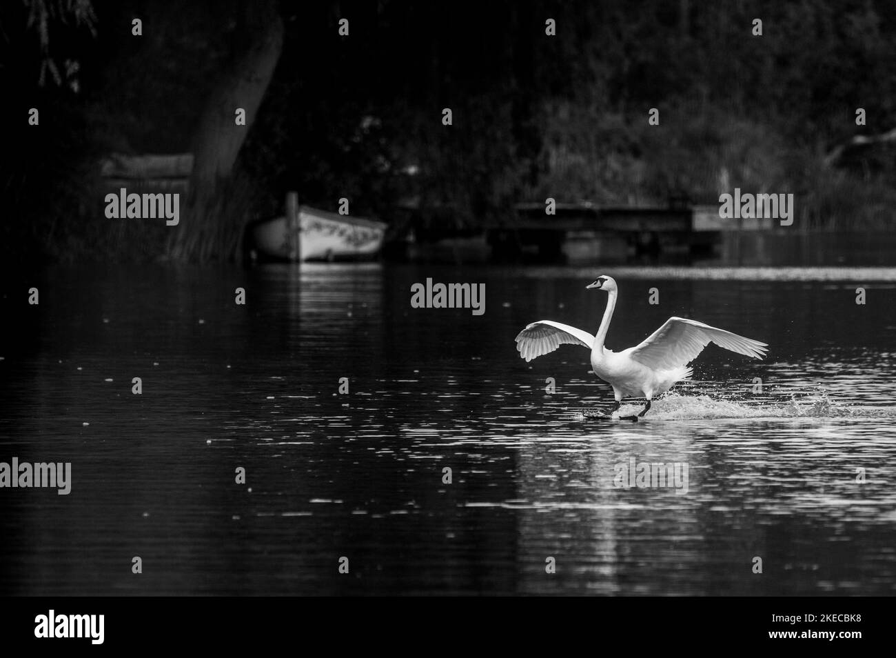 Swan and rowing boat Stock Photo Alamy