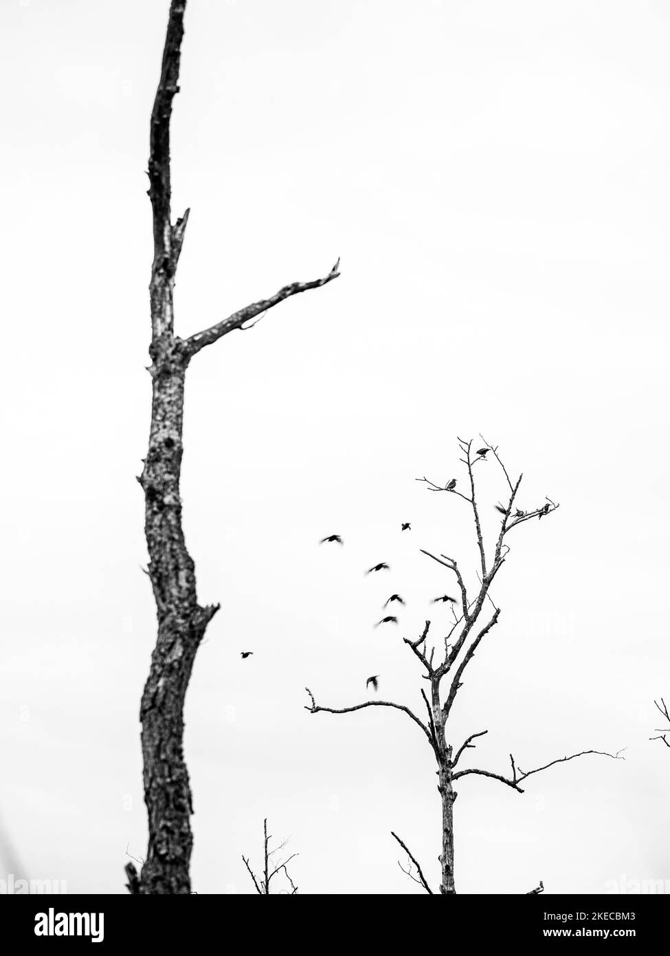 Starlings in a swamp forest Stock Photo