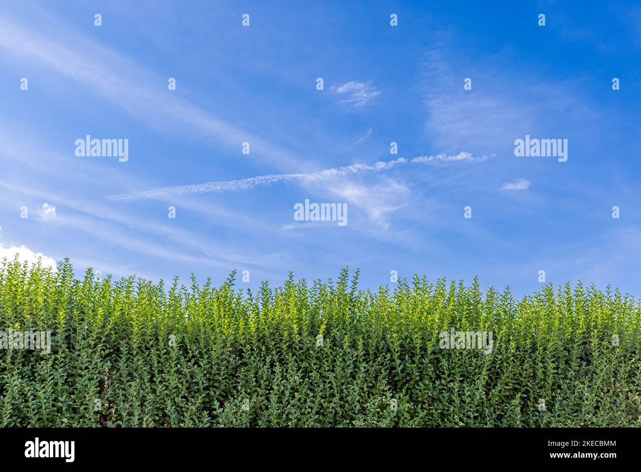 top section of a tall privet hedge in front of an estate Stock Photo