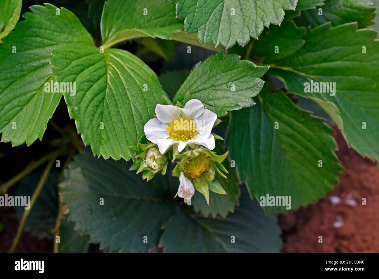 Strawberry flower (Fragaria ananassa) on fruit farm Stock Photo