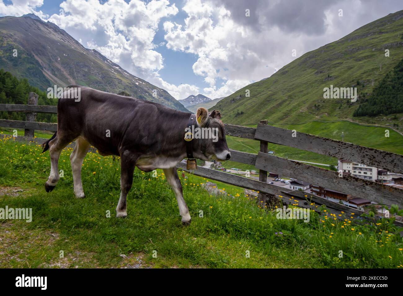 Free-range cow, mountain climbing village Vent, Ötztal, Tyrol, Austria Stock Photo