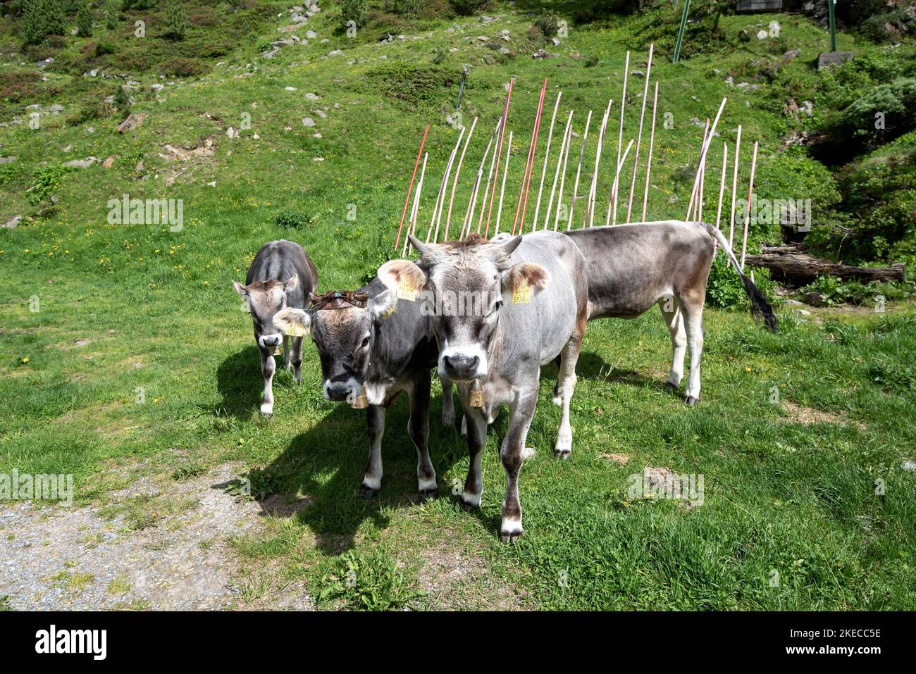 Free-range cows, mountain climbing village Vent, Ötztal, Tyrol, Austria Stock Photo