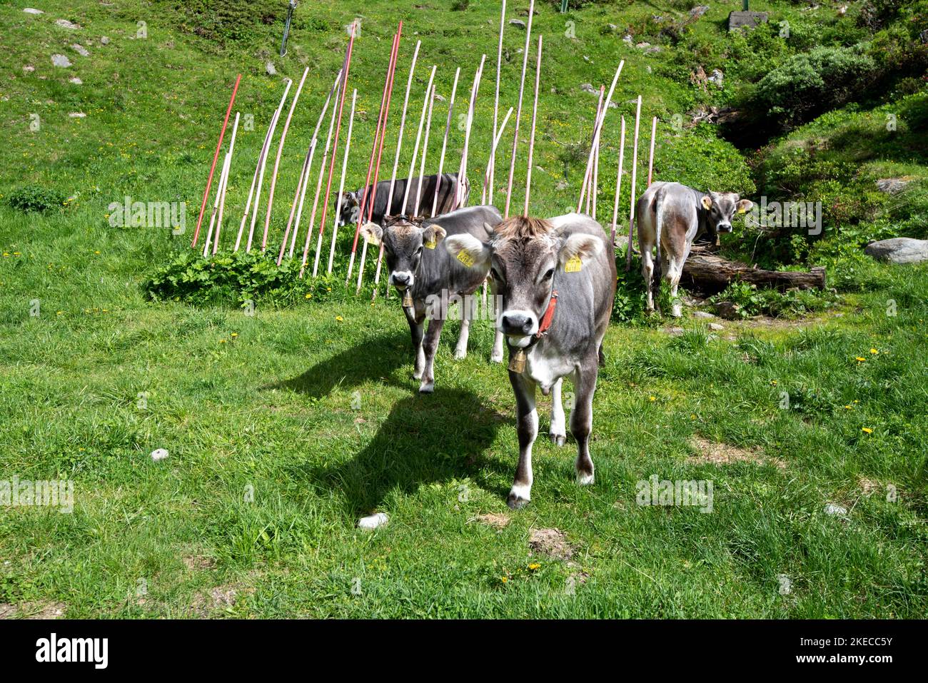 Free-range cows, mountain climbing village Vent, Ötztal, Tyrol, Austria Stock Photo