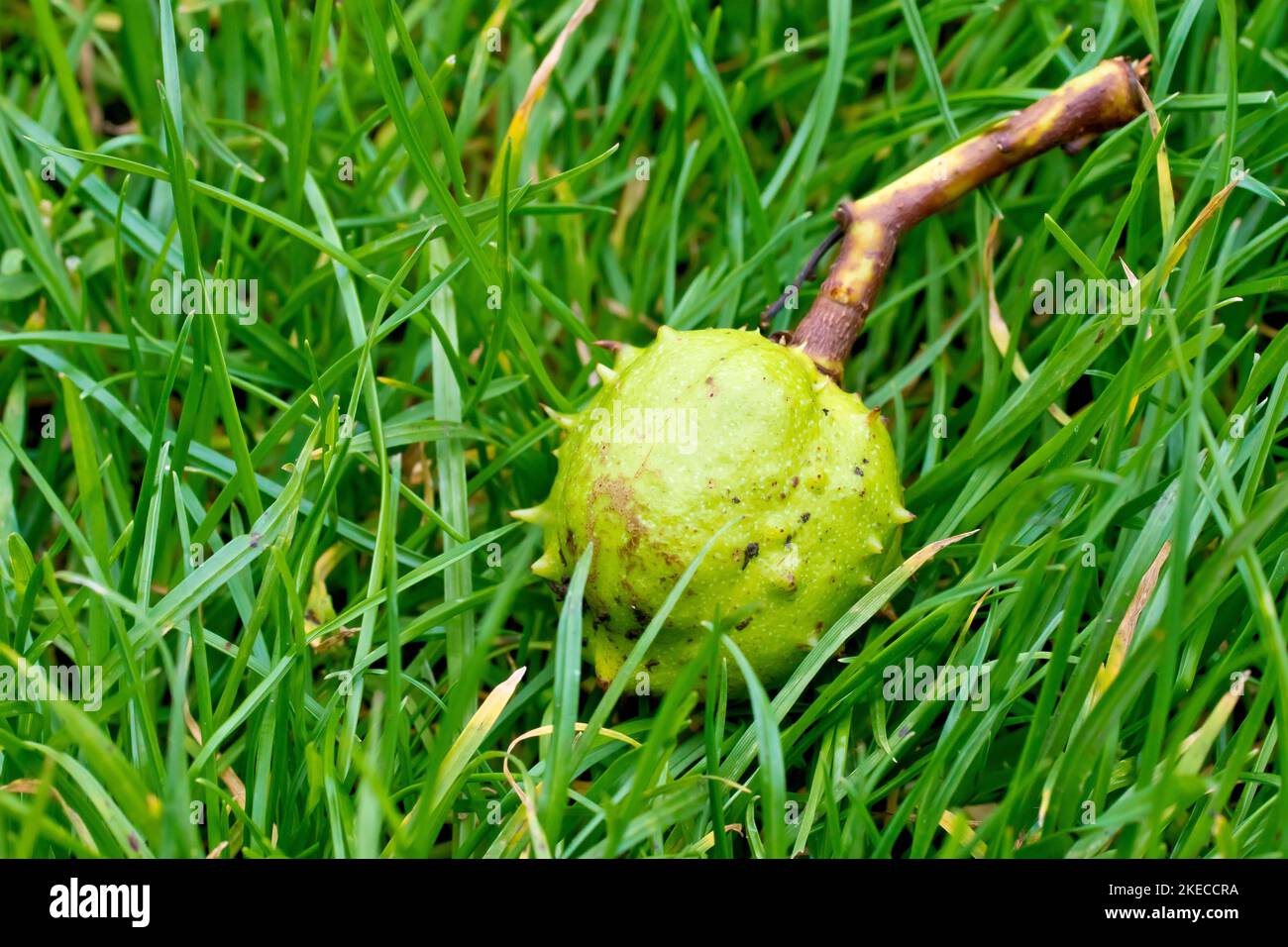 Horse Chestnut or Conker Tree (aesculus hippocastaneum), close up of a single unopened spiky fruit or conker laying on the grass in the autumn. Stock Photo