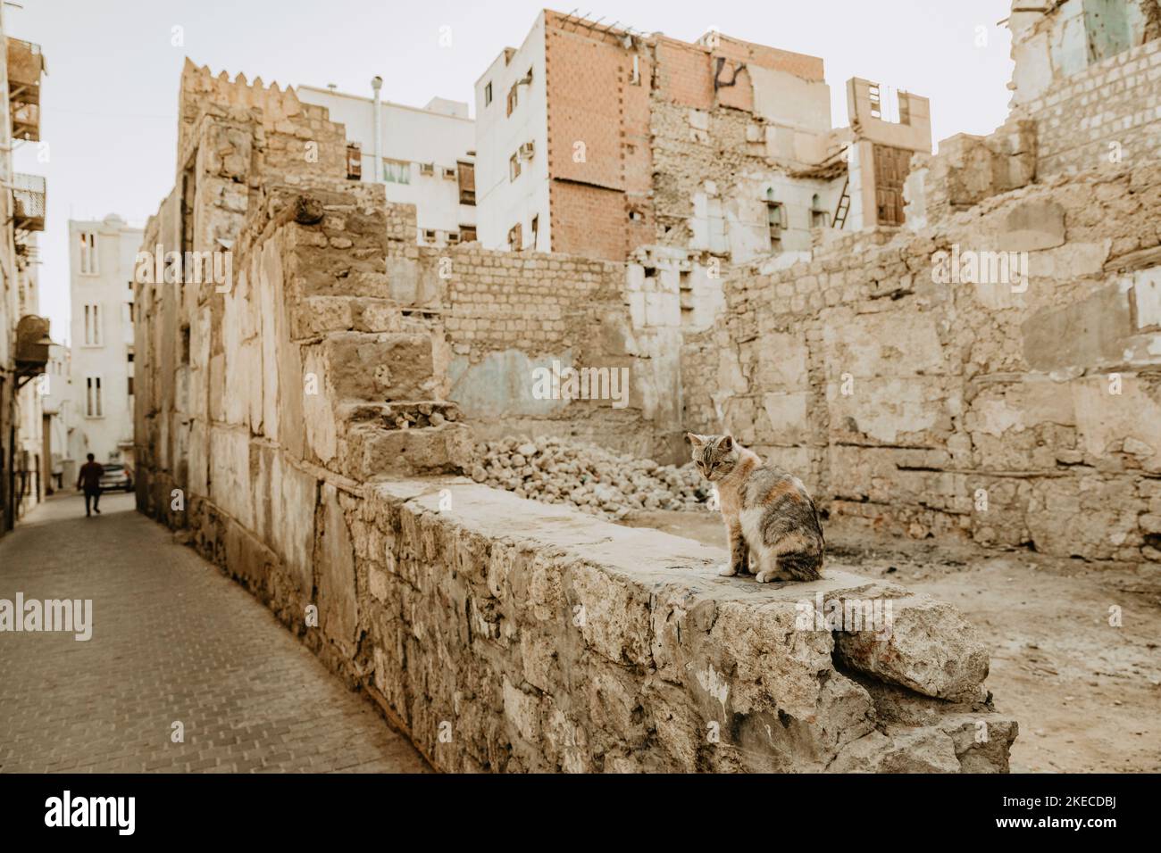 Saudi Arabia, Mecca province, Jeddah/Jeddah, building ruin, cat Stock