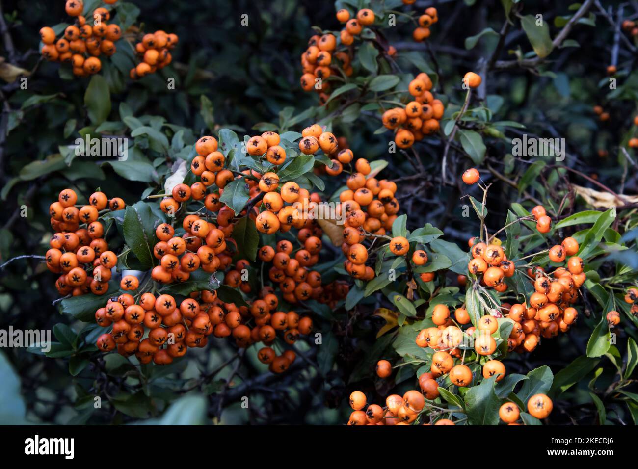 Pyracantha Teton / Firethorn orange Stock Photo