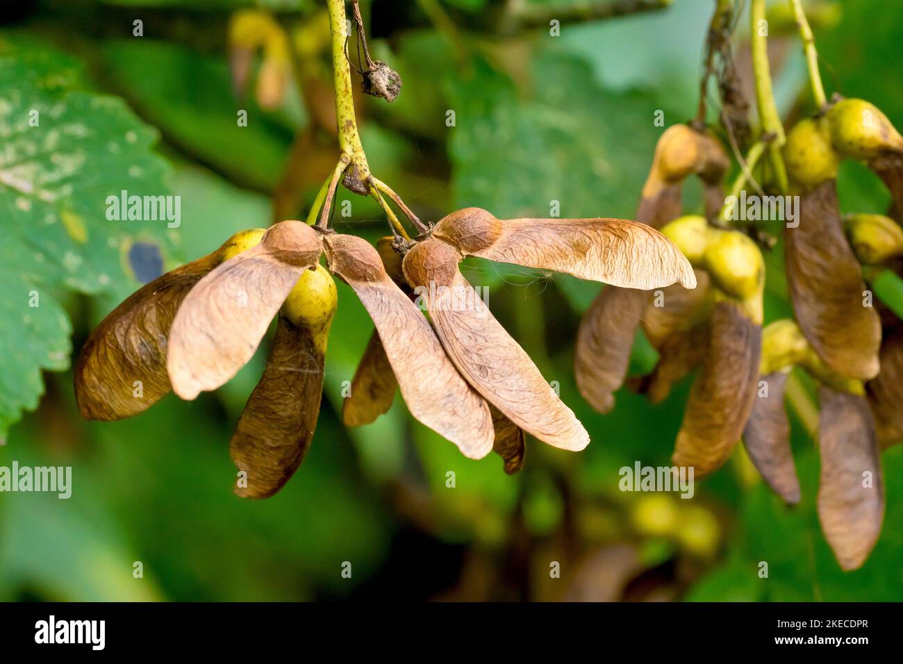 Sycamore (acer pseudoplatanus), close up of several of the familiar ripe winged fruits or seeds produced by the tree in the autumn. Stock Photo
