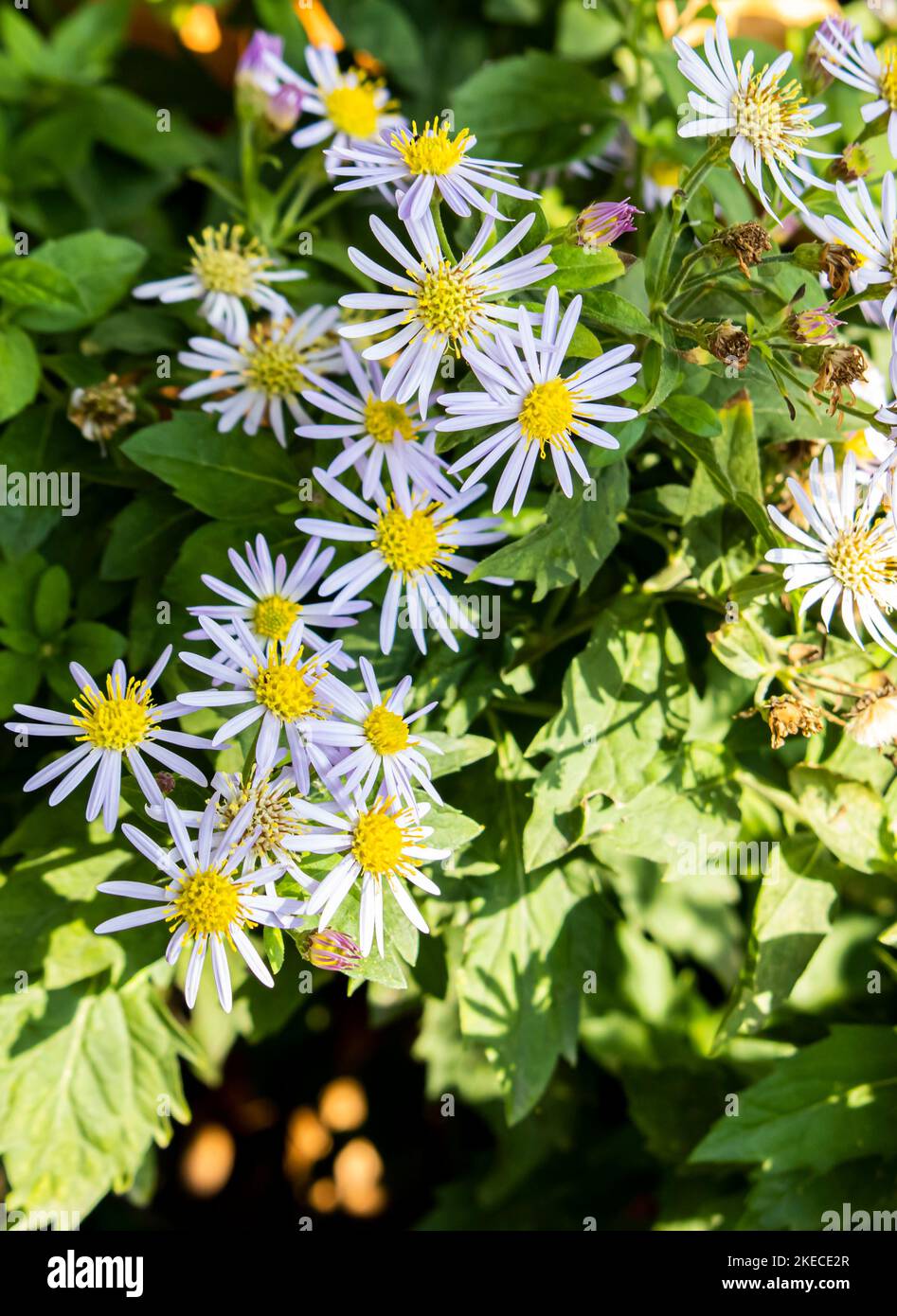 Aster x dumosus ,Aster ,White flower Stock Photo