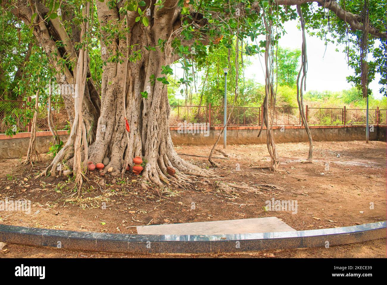 A Complicated Bargad Tree Roots In The Park With Green Leaves Stock a-complicated-bargad-tree-roots-in-the-park-with-green-leaves-stock