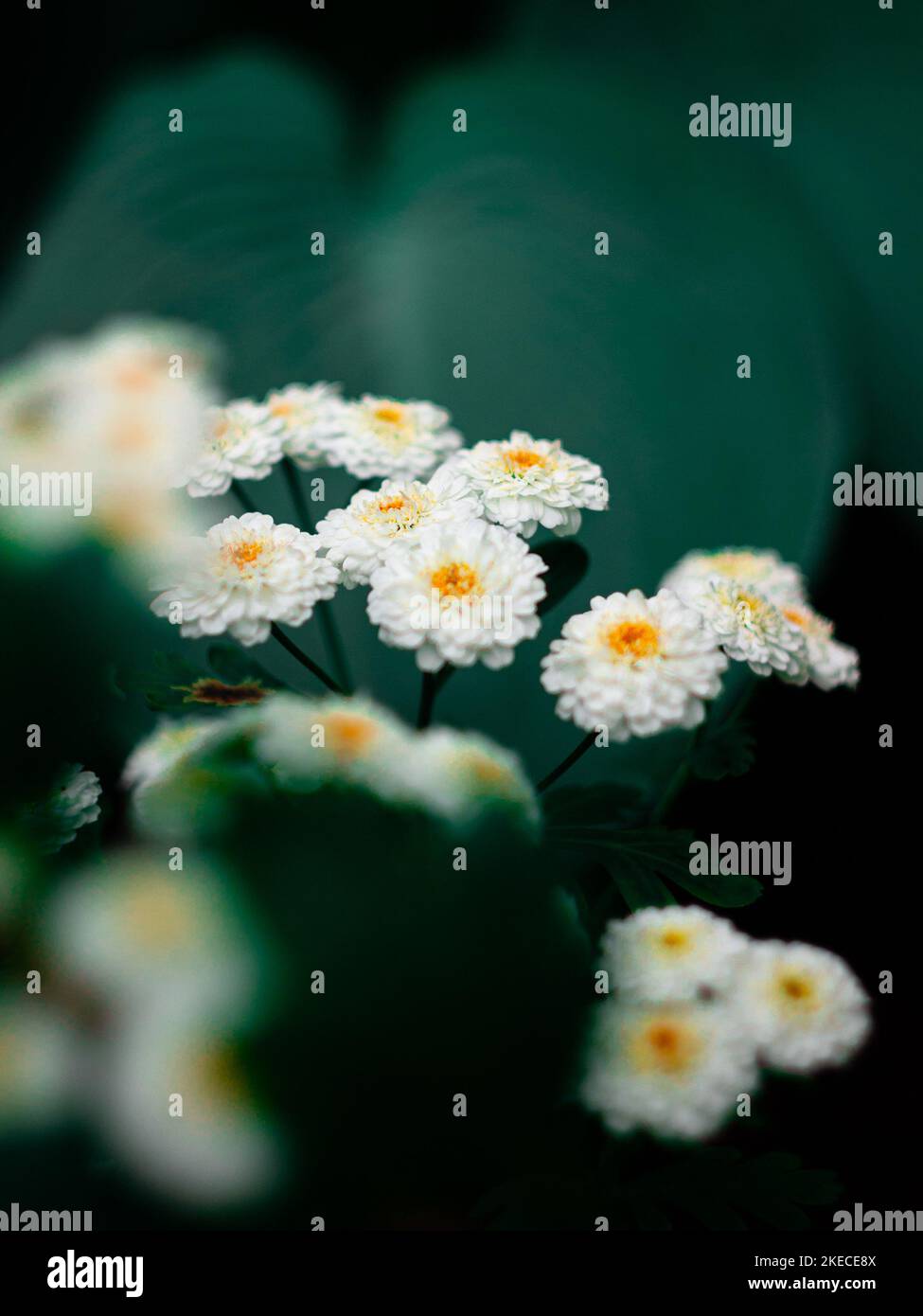 A selective focus shot of Feverfew flowers, Tanacetum parthenium with blur background Stock Photo