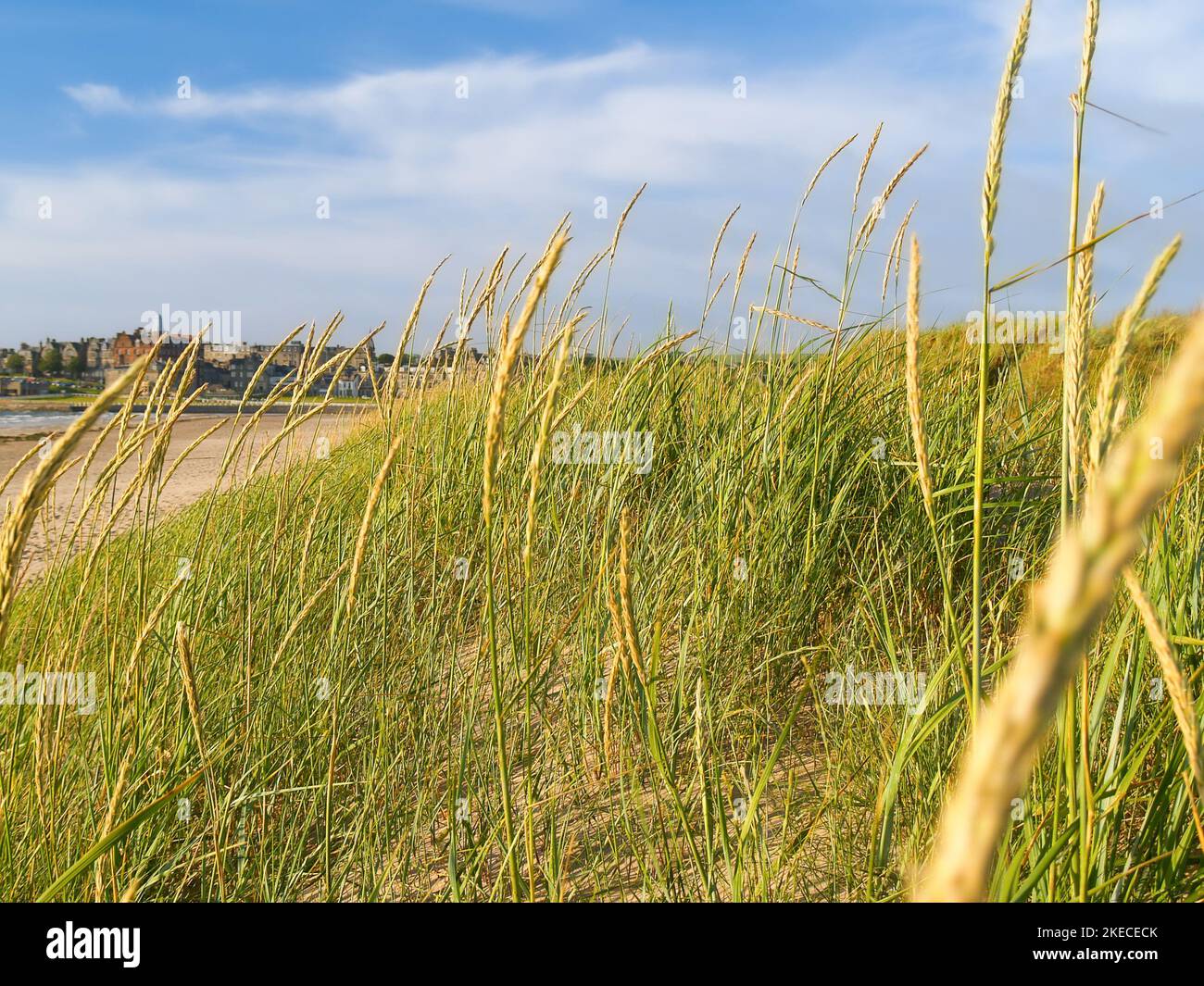 West Sands beach with windblown marram seed-heads on sand dunes at St ...