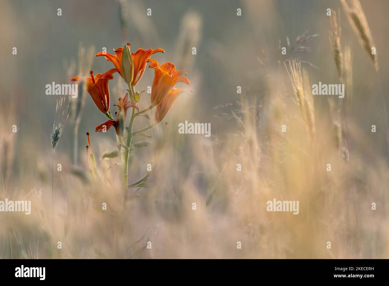 Lilies of the field hi-res stock photography and images - Alamy
