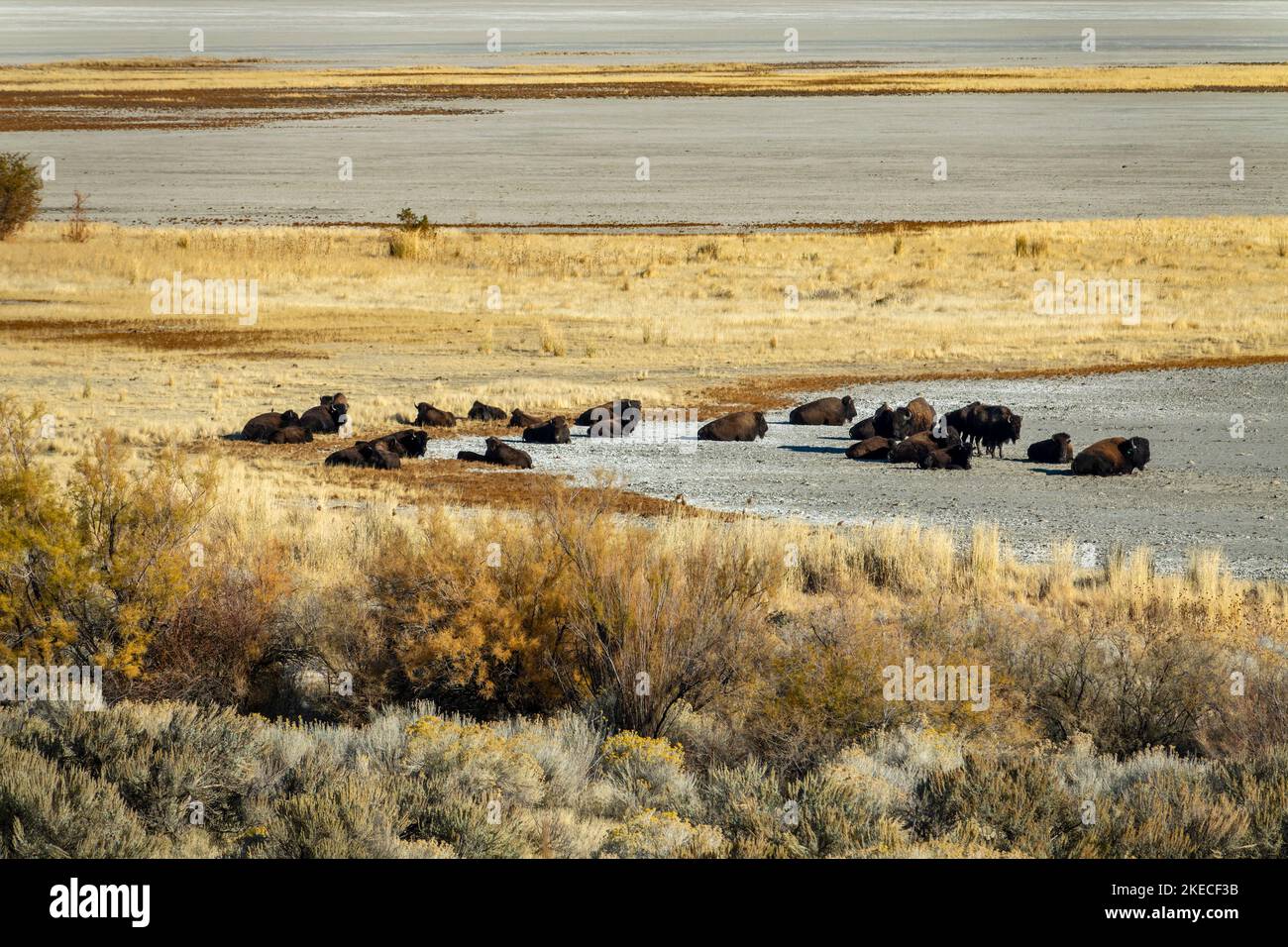 Bisons in Antelope Island State Park. On February 15, 1893, 12 bison were brought to the island, and today the bison herd consists of 500 - 700 animals Stock Photo