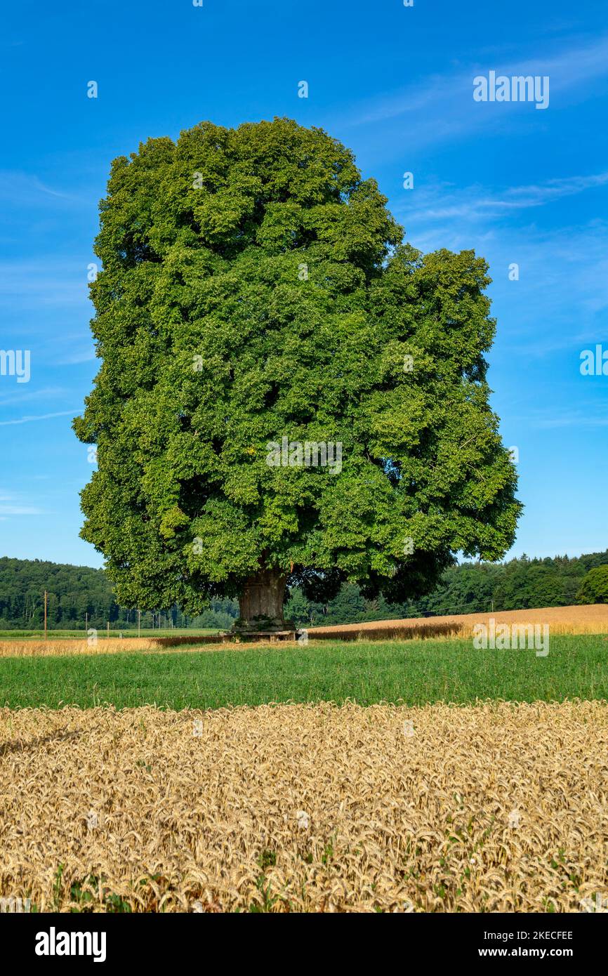 The peace lime tree near Kohlstetten was planted after the end of the German-French War of 1870/71 in the spring of 1871 in the Gewann Steigäcker. On March 21, 1940, the lime tree was declared a natural monument. Stock Photo