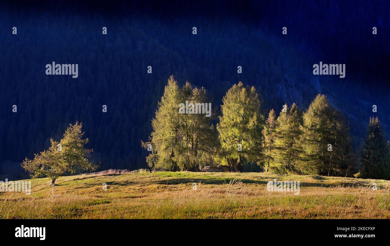 Trees on the Alpe di Siusi illuminated by the low sun Stock Photo