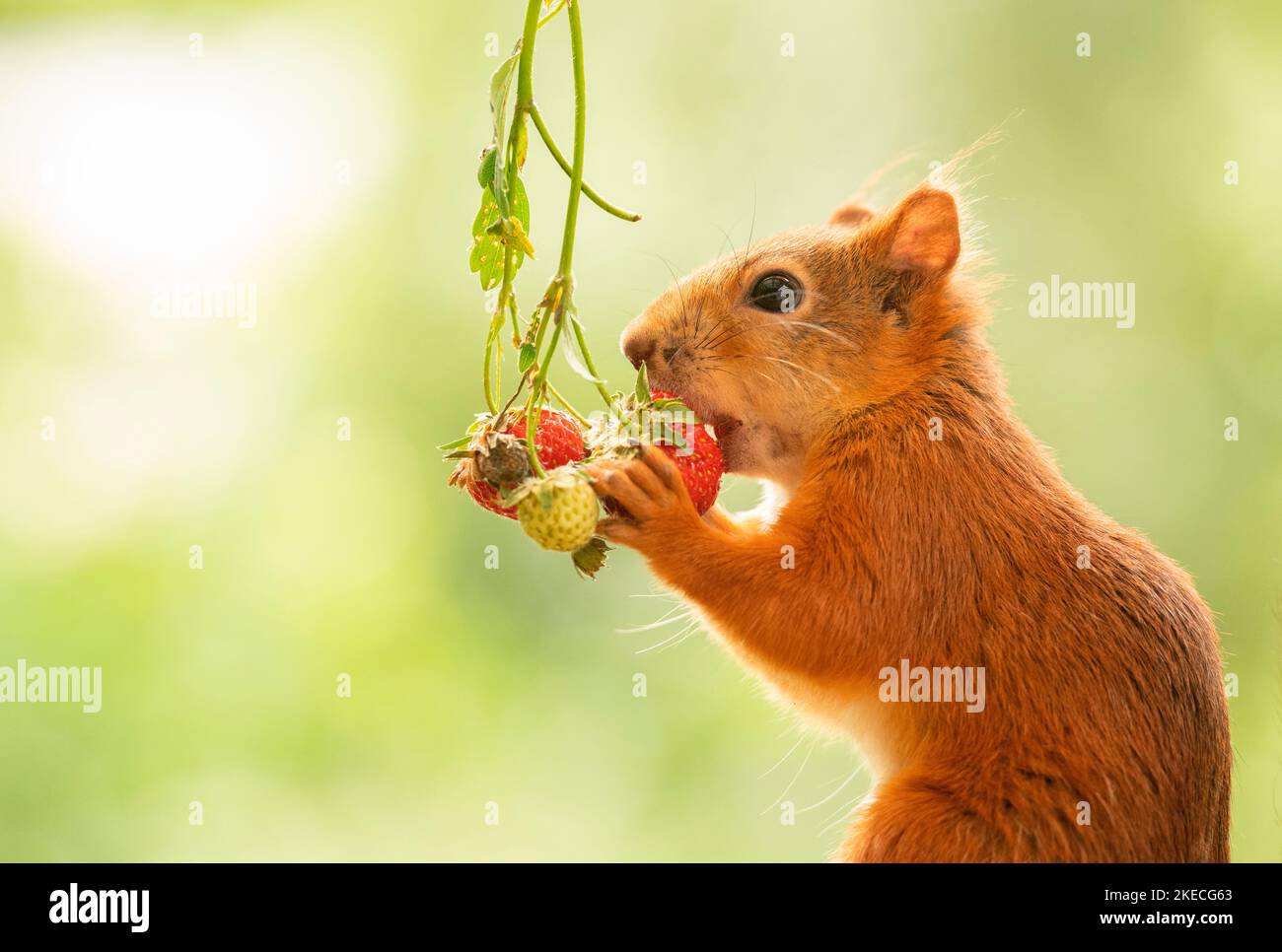 red squirrel is eating a strawberry Stock Photo Alamy