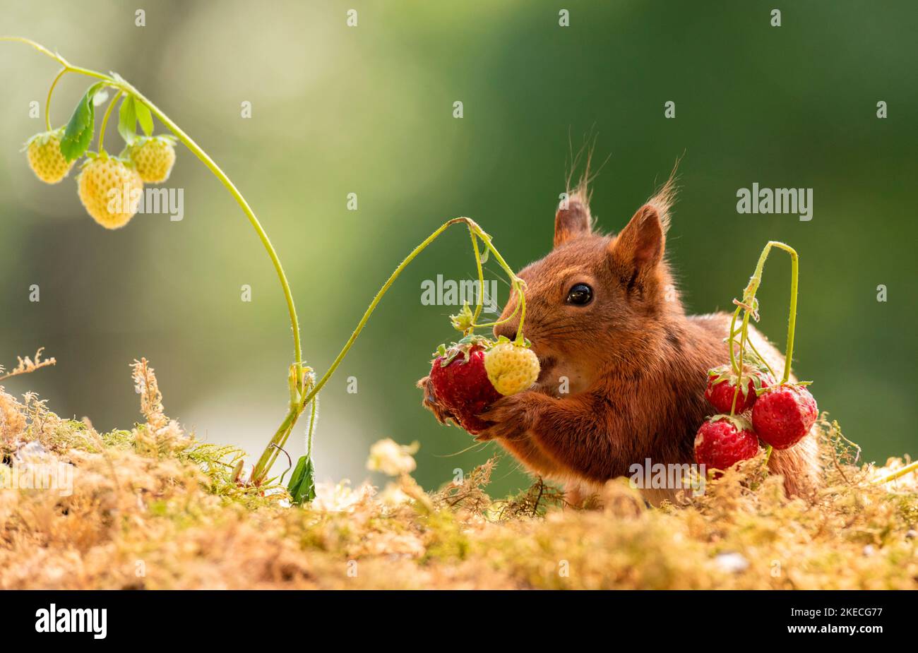 red squirrel is eating a strawberry Stock Photo Alamy