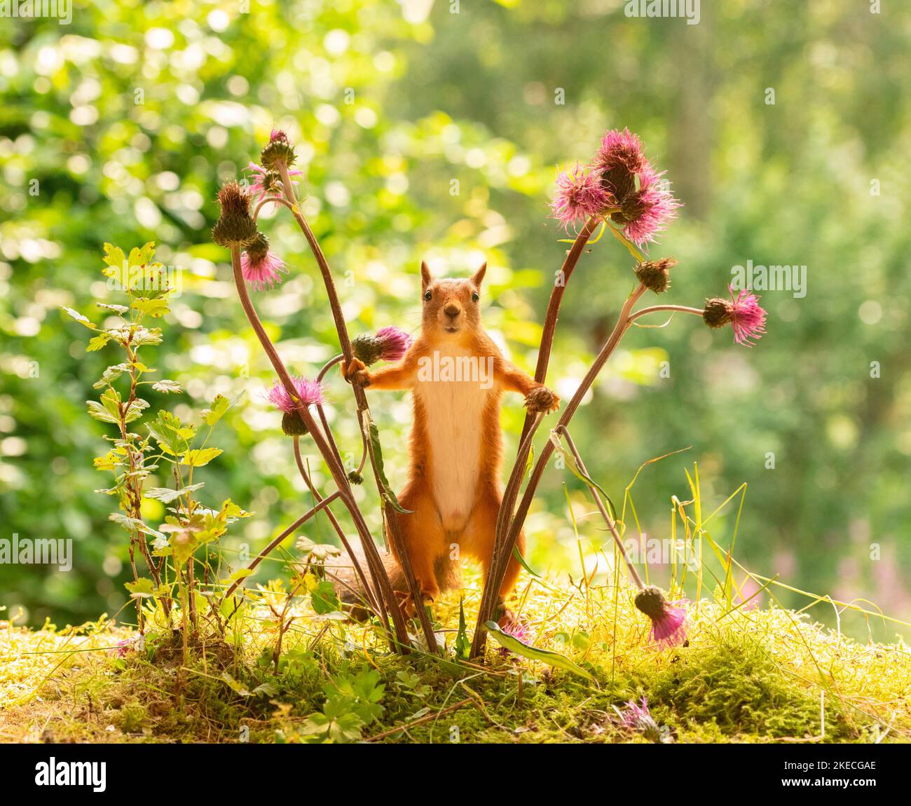 red squirrel between thistle flowers Stock Photo