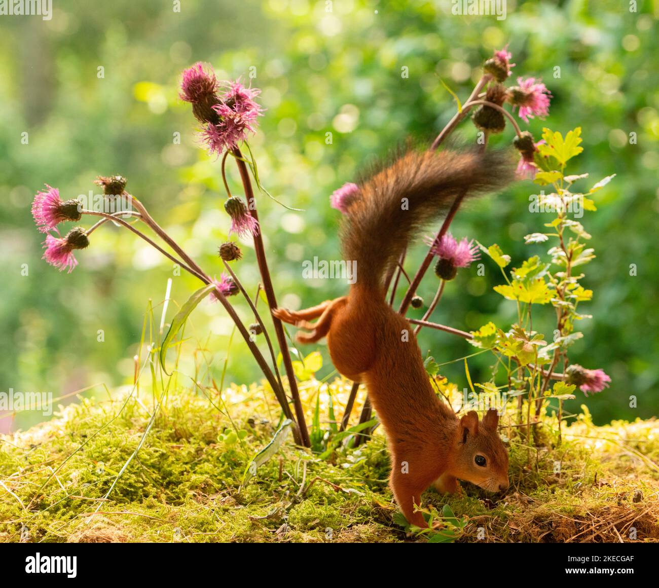 red squirrel with thistle flowers Stock Photo