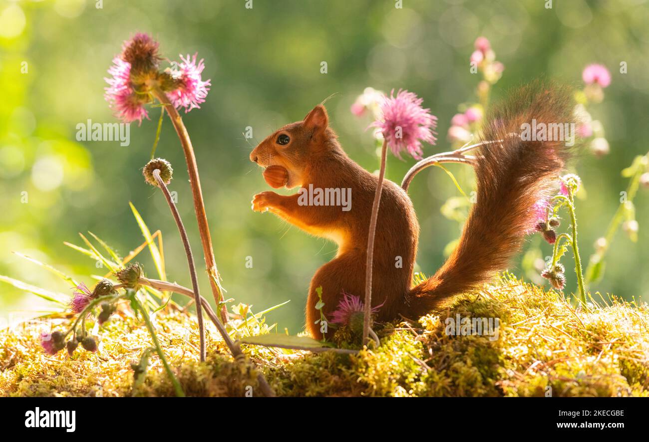 red squirrel with thistle flowers and nut Stock Photo