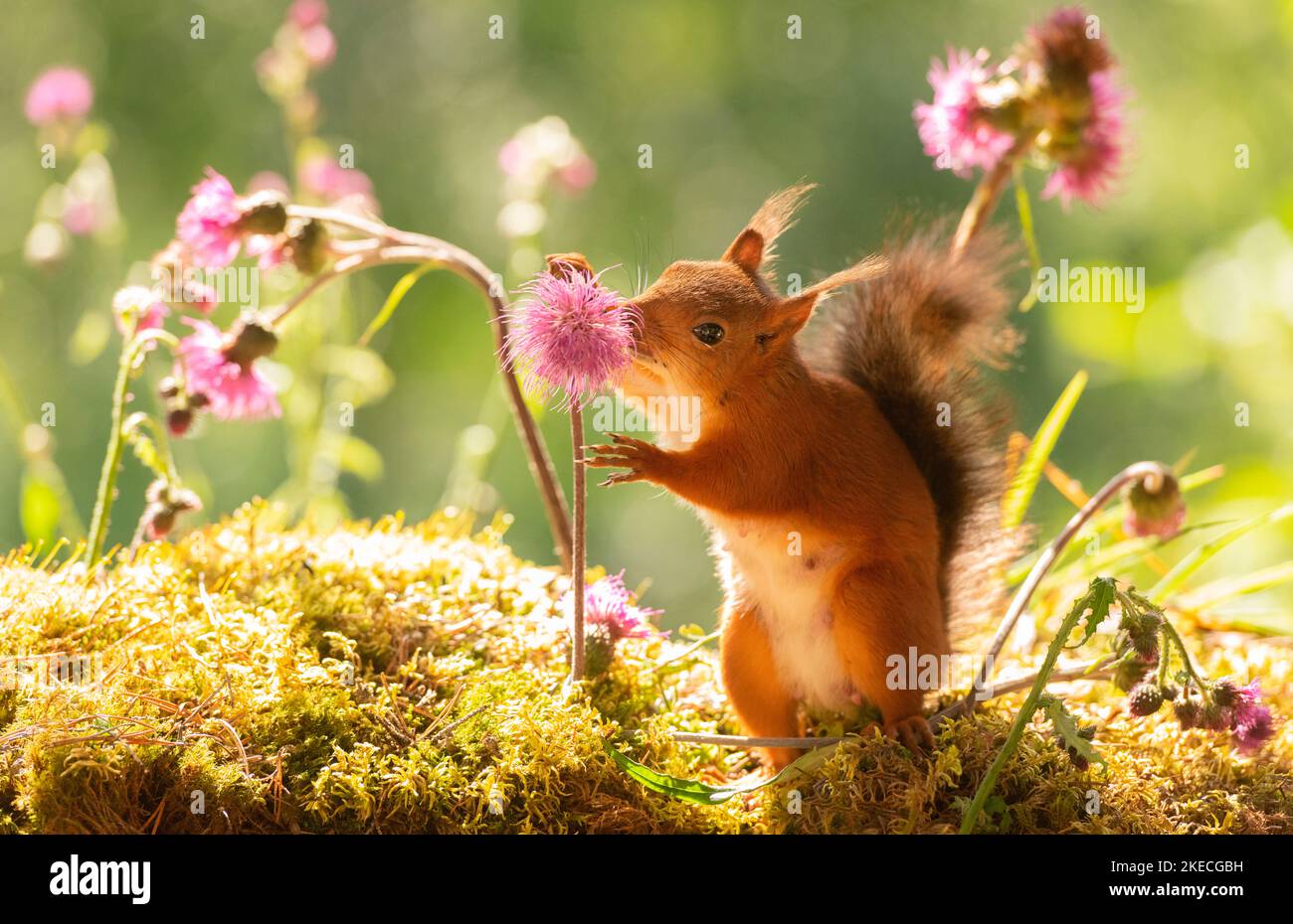 red squirrel with thistle flowers Stock Photo