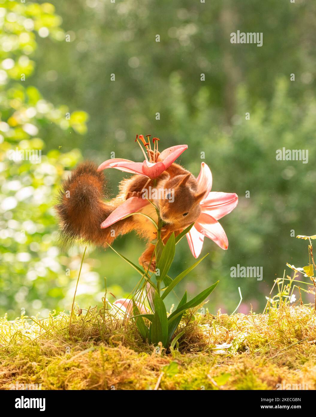 red squirrel with fire lilies Stock Photo - Alamy