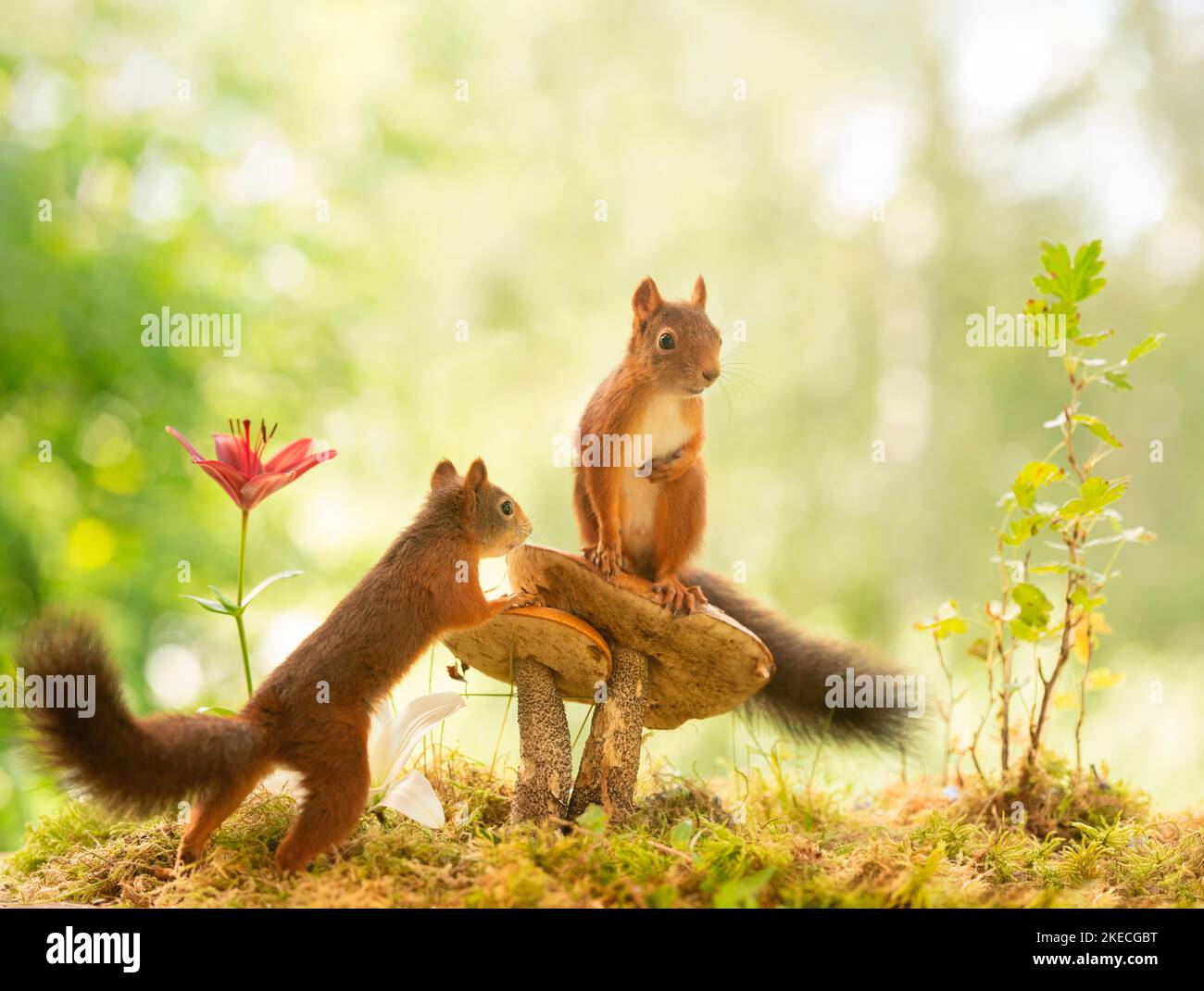 red squirrels with fire lily and mushrooms Stock Photo Alamy