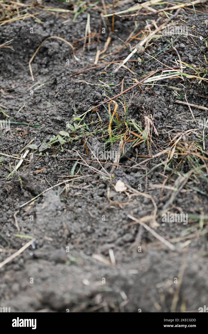 Shallow depth of field (selective focus) details with soil during a ...