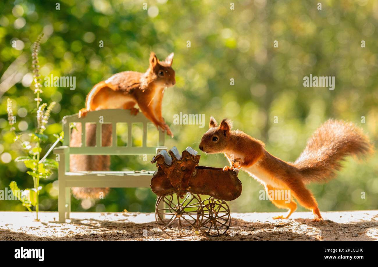 red squirrels are standing with an stroller Stock Photo