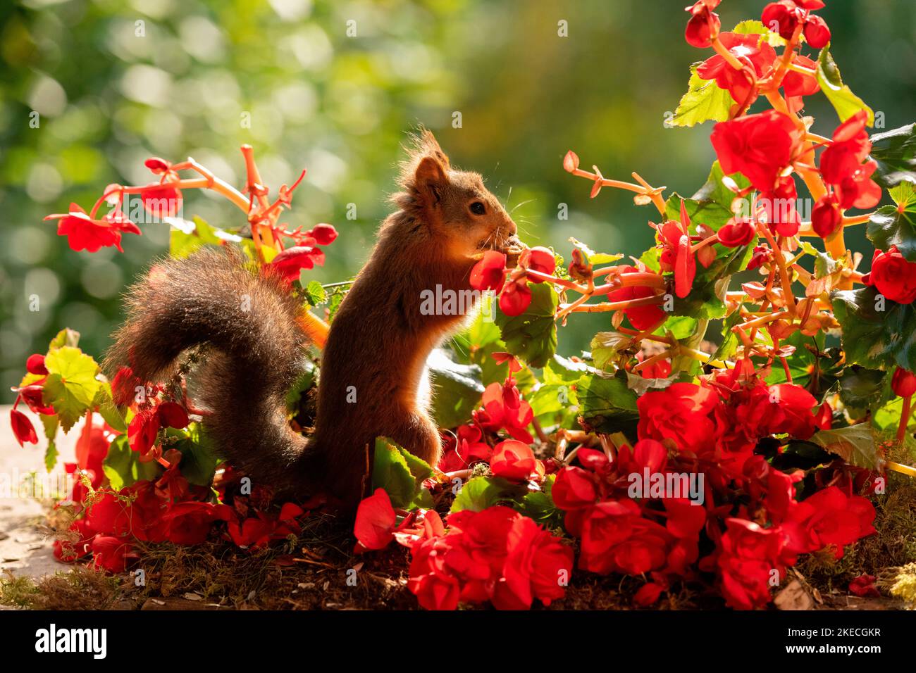 red squirrel with Begonia evansiana Andrews flowers Stock Photo