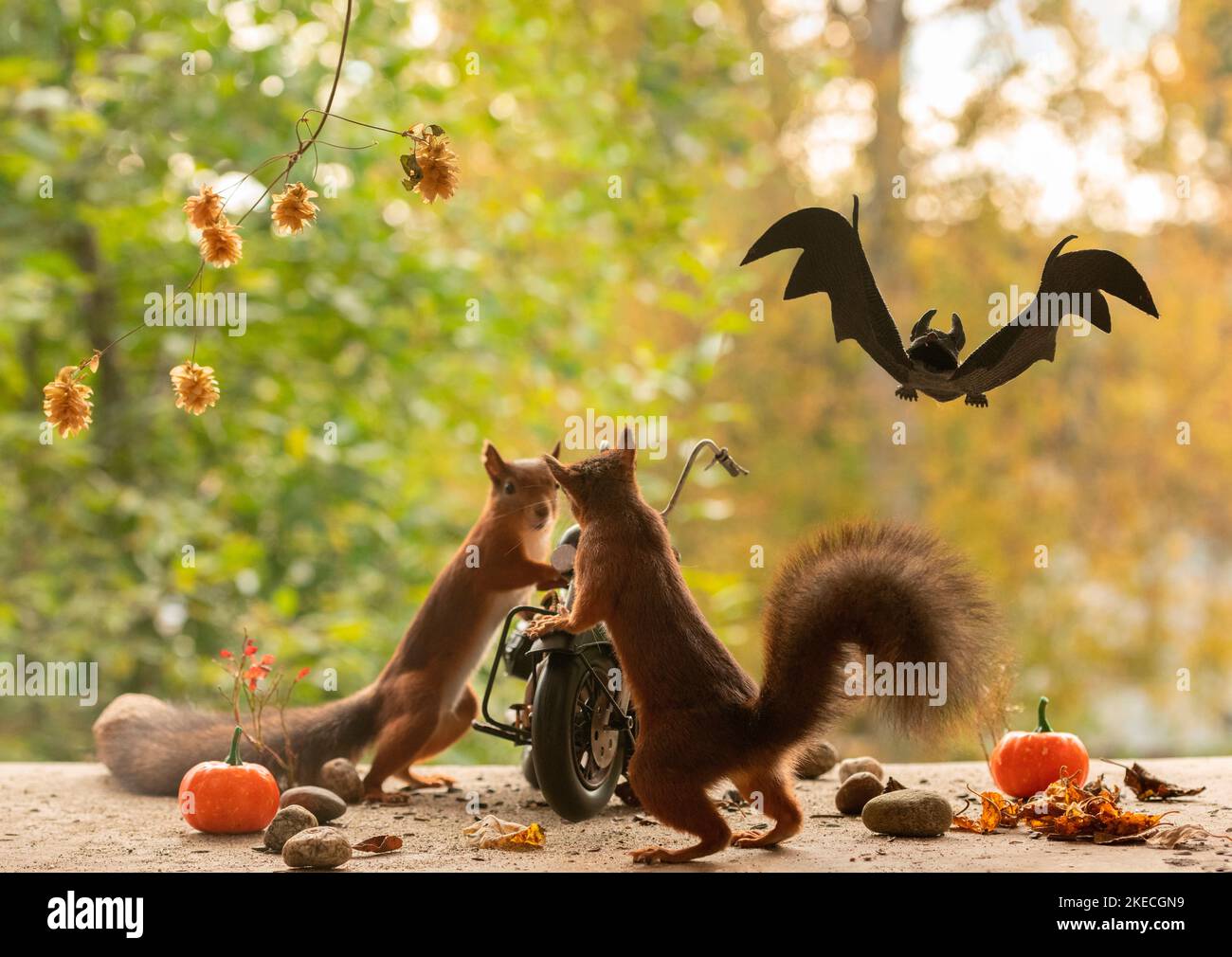 red squirrels with bike and a bat Stock Photo Alamy