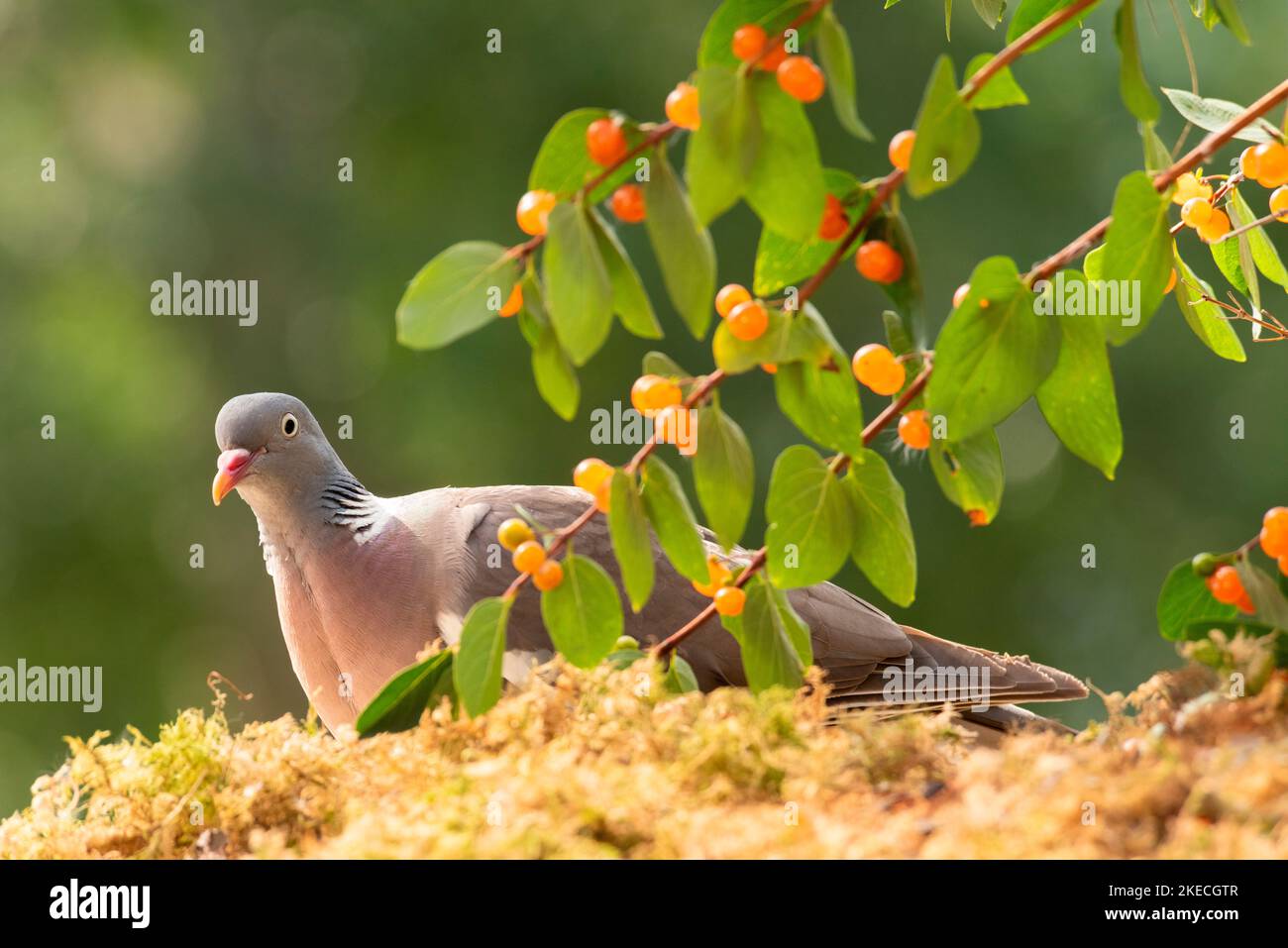 woodpigeon stand with Tatarian honeysuckle berries Stock Photo