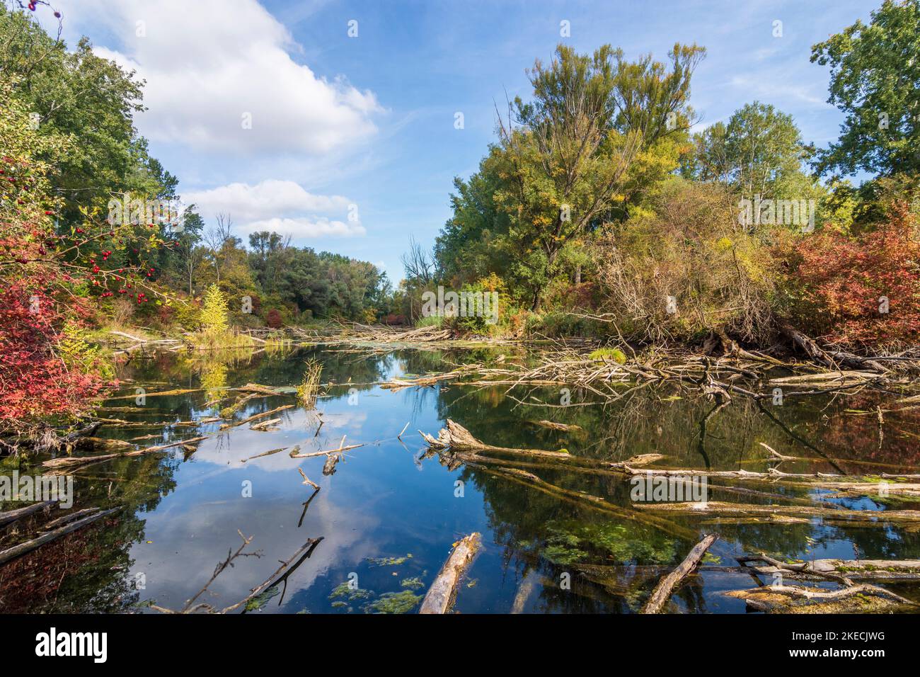 Vienna, oxbow lake of river Donau (Danube), island Donauinsel, nature reserve "Toter Grund", floating logs, jungle, wilderness area, autumn colors, red colors of wild wine (Vitis vinifera) in 22. Donaustadt, Wien, Austria Stock Photo