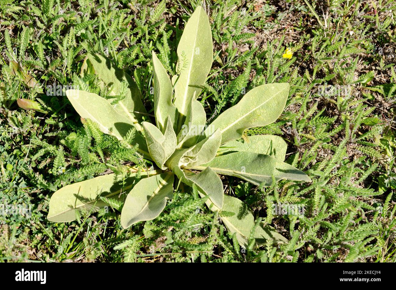 Mullein, Verbascum thapsus or wild lambs ear weedin in Plana mountain