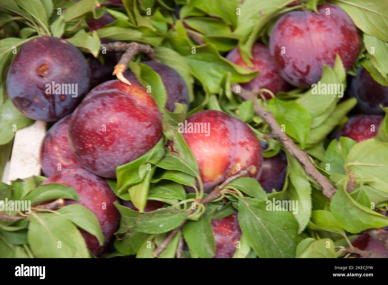 Plums, Food Stall, Tripoli Souk, Tripoli, Lebanon Stock Photo Alamy
