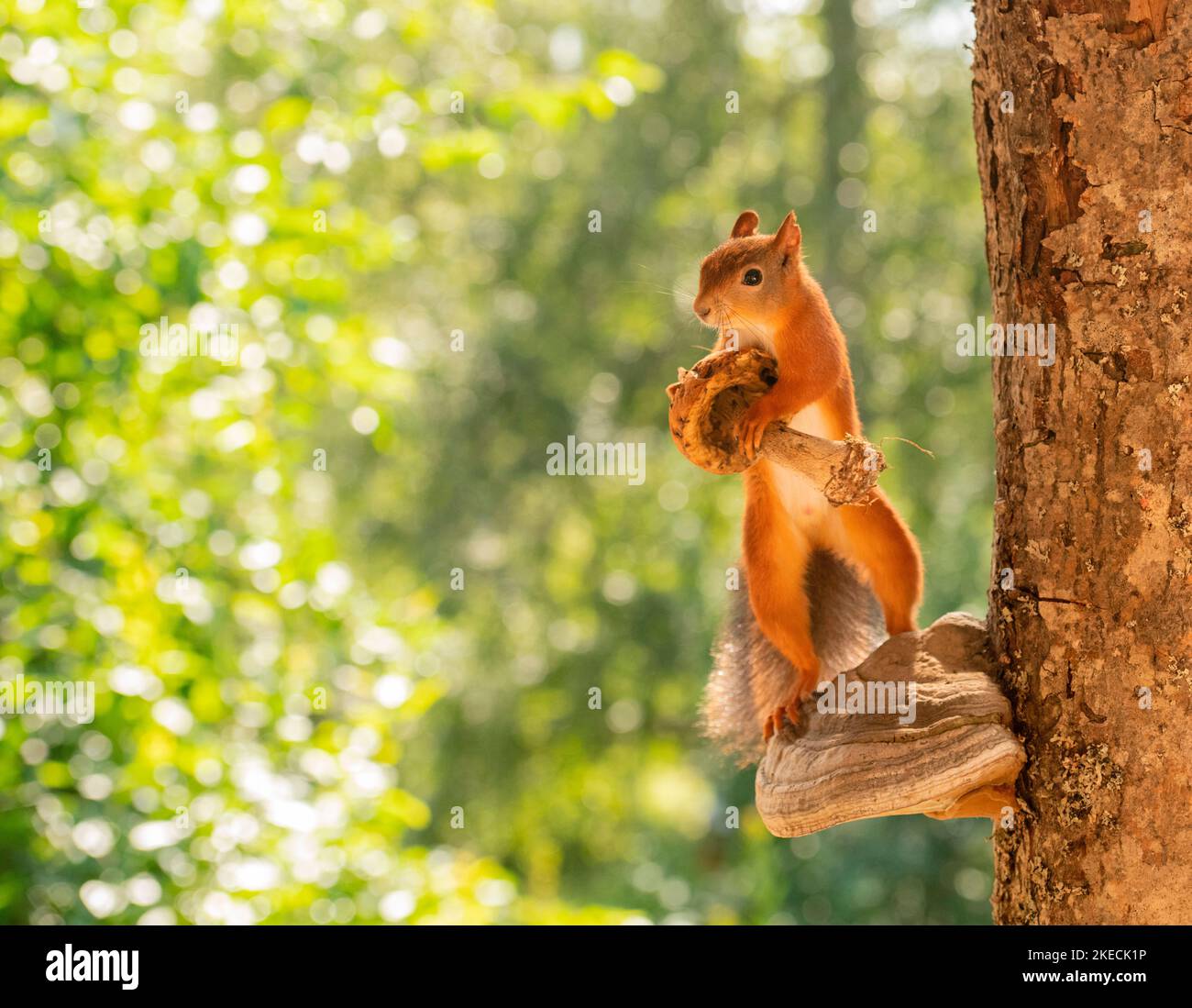 Red Squirrels with mushrooms and tree Stock Photo Alamy