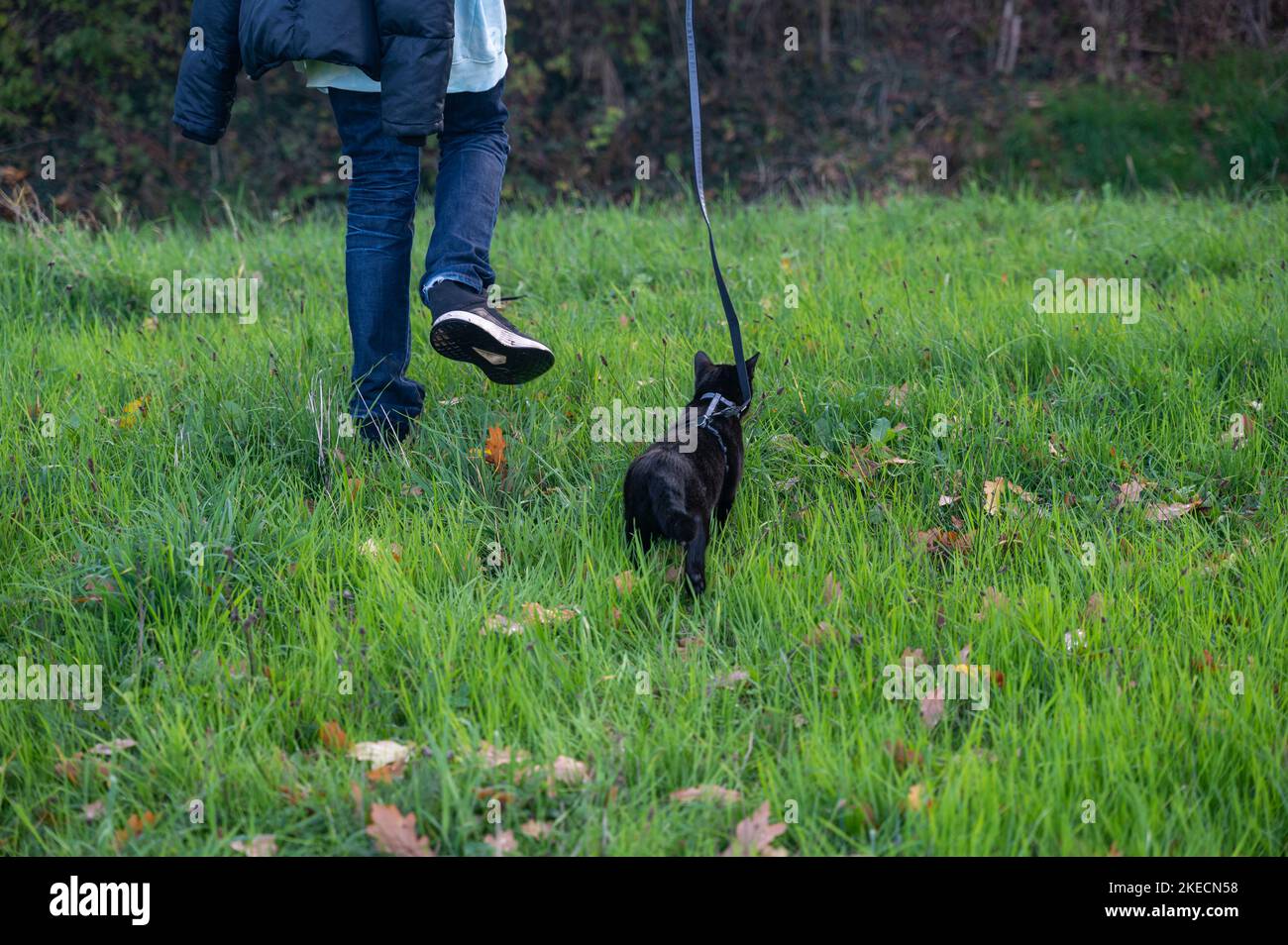 Black cat walks with his master on a leash on a green meadow Stock Photo