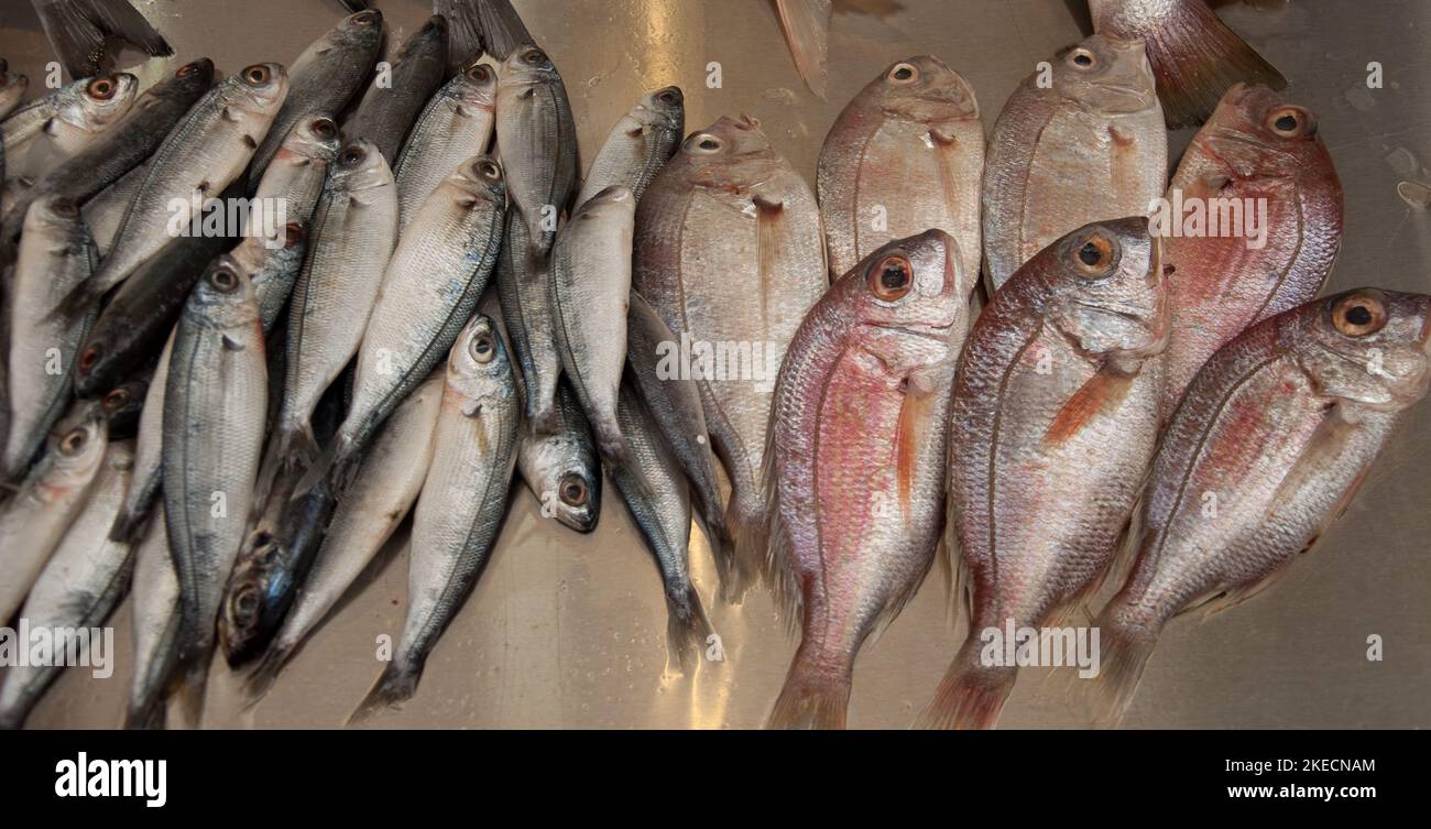Fish, Fish Stall, Tripoli Souk, Tripoli, Lebanon. One of the biggest