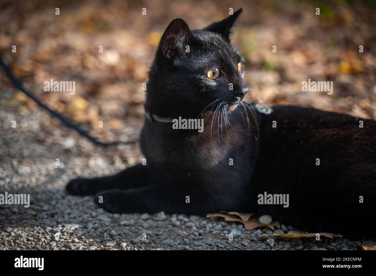 Black cat on a leash lies in the sun on a stony dirt road in autumn Stock Photo