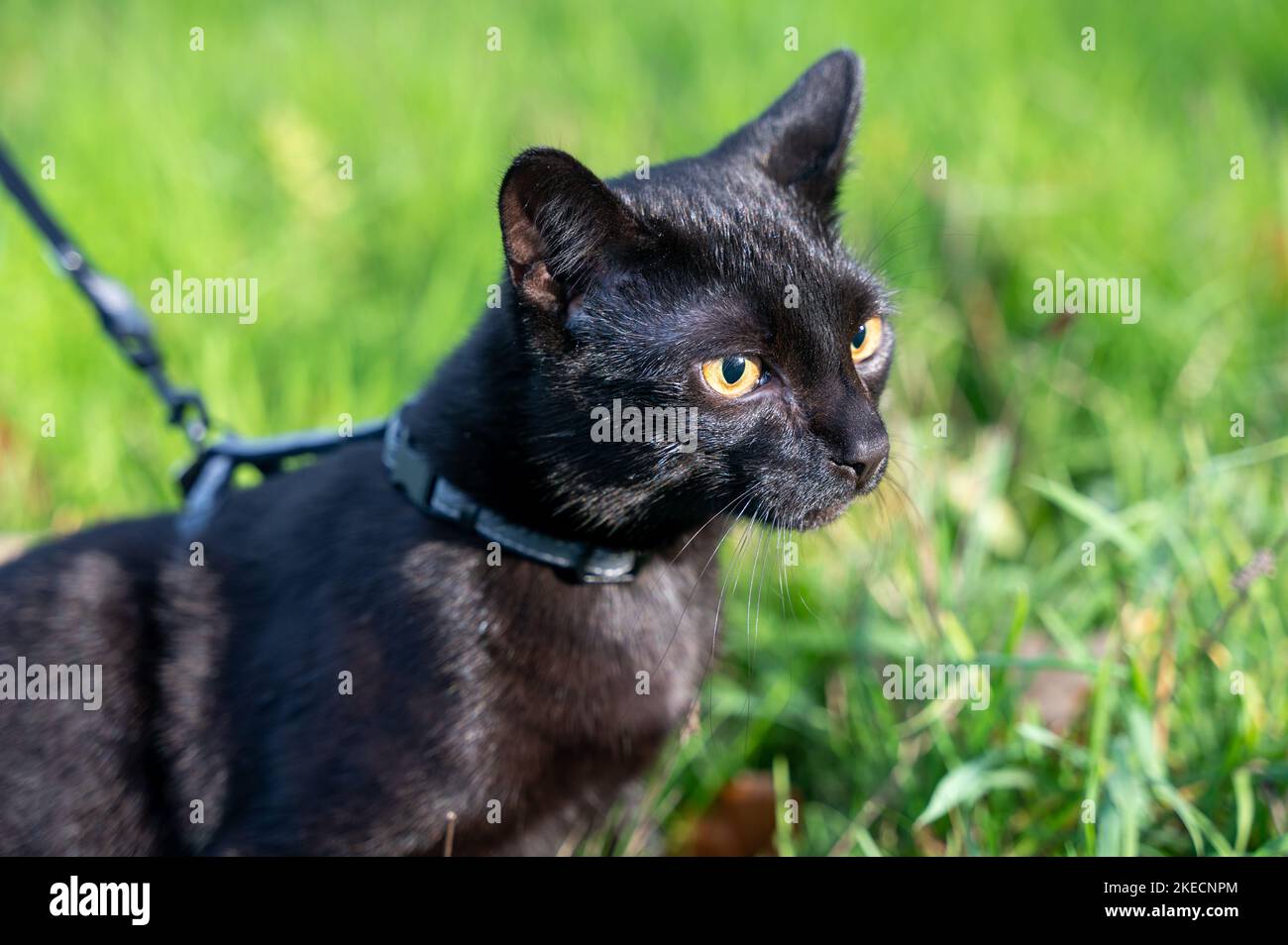 Black cat on a leash sits in the green grass on a meadow Stock Photo