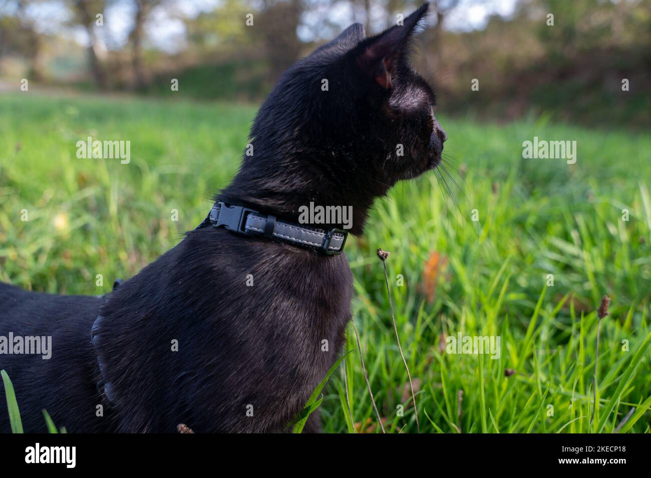 Black cat on a leash sits in the green grass on a meadow Stock Photo